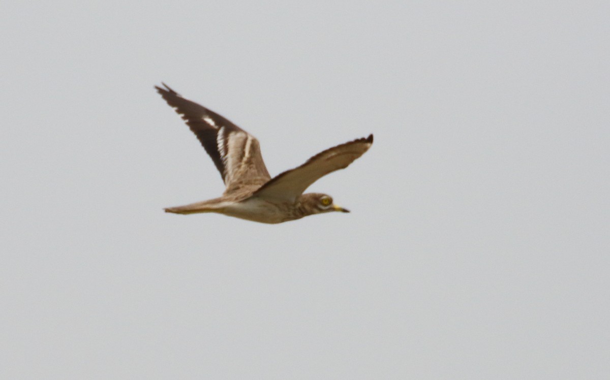 Eurasian Thick-knee - ML609348160