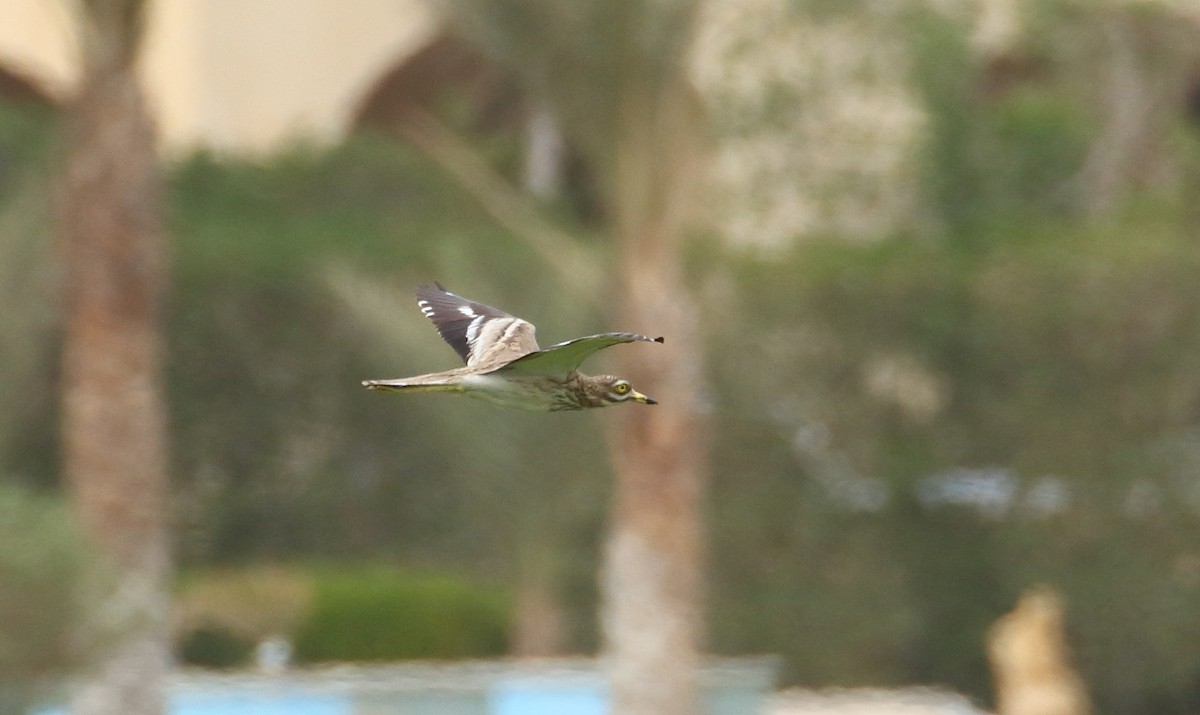 Eurasian Thick-knee - ML609348161