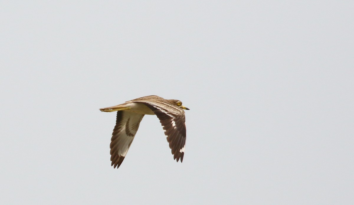 Eurasian Thick-knee - ML609348163