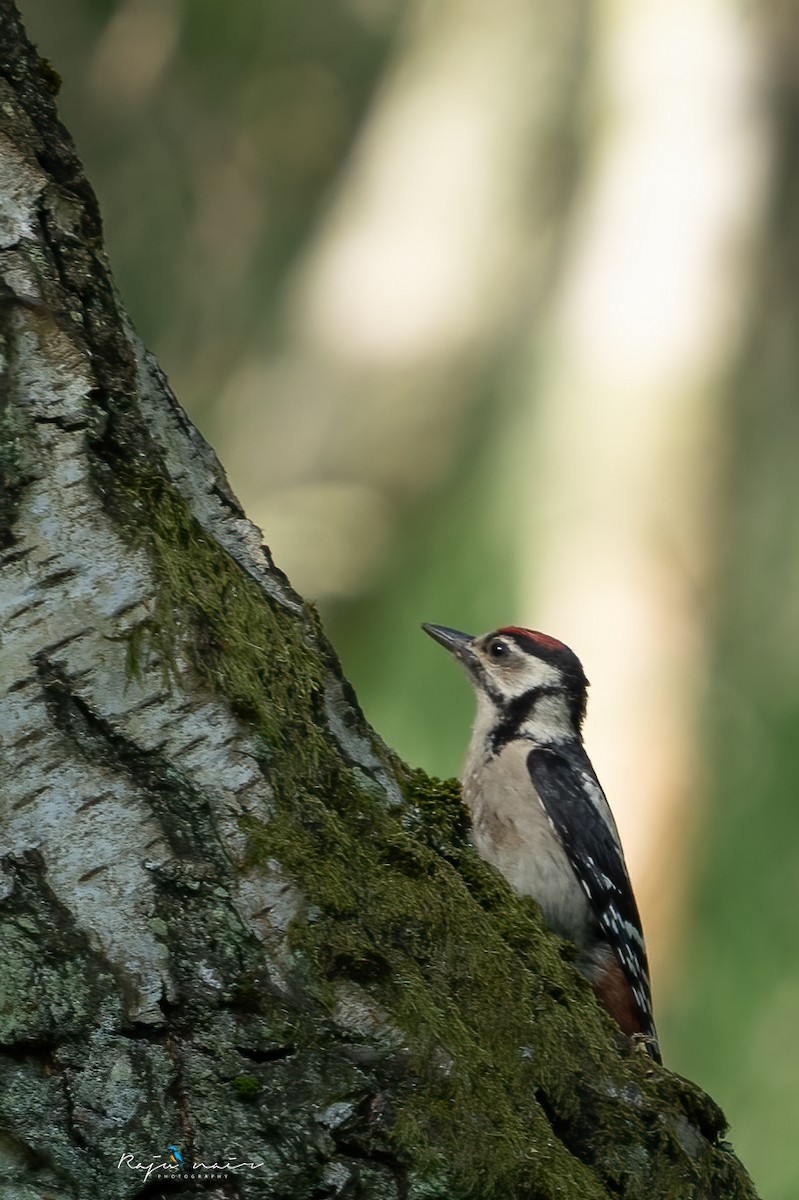 Great Spotted Woodpecker - Raju Nair