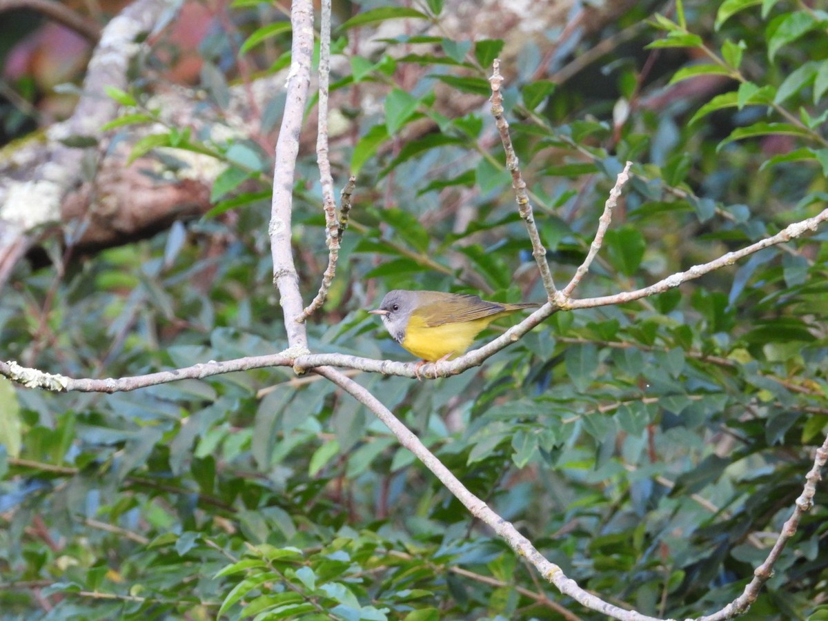 Mourning Warbler - ML609348205