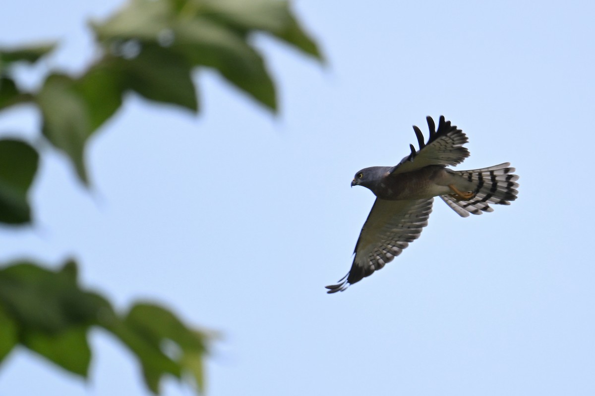 Chinese Sparrowhawk - Ting-Wei (廷維) HUNG (洪)