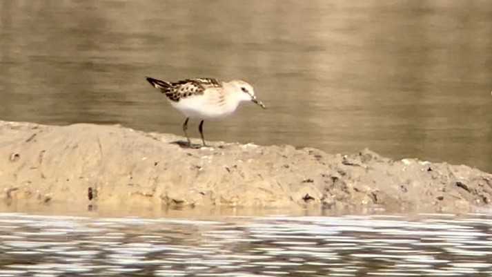 Little Stint - ML609348266