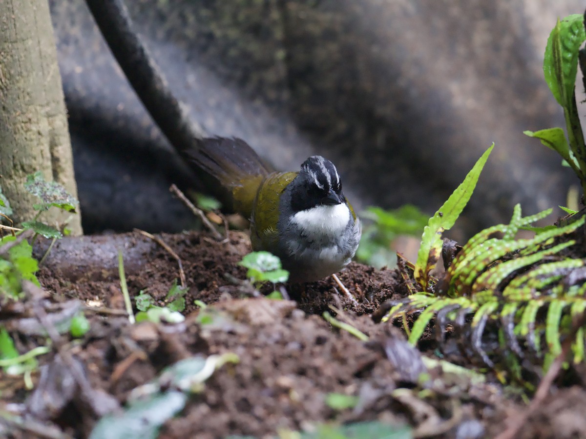 Gray-browed Brushfinch - ML609348301