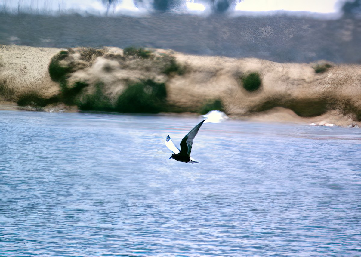 White-winged Tern - ML609348351