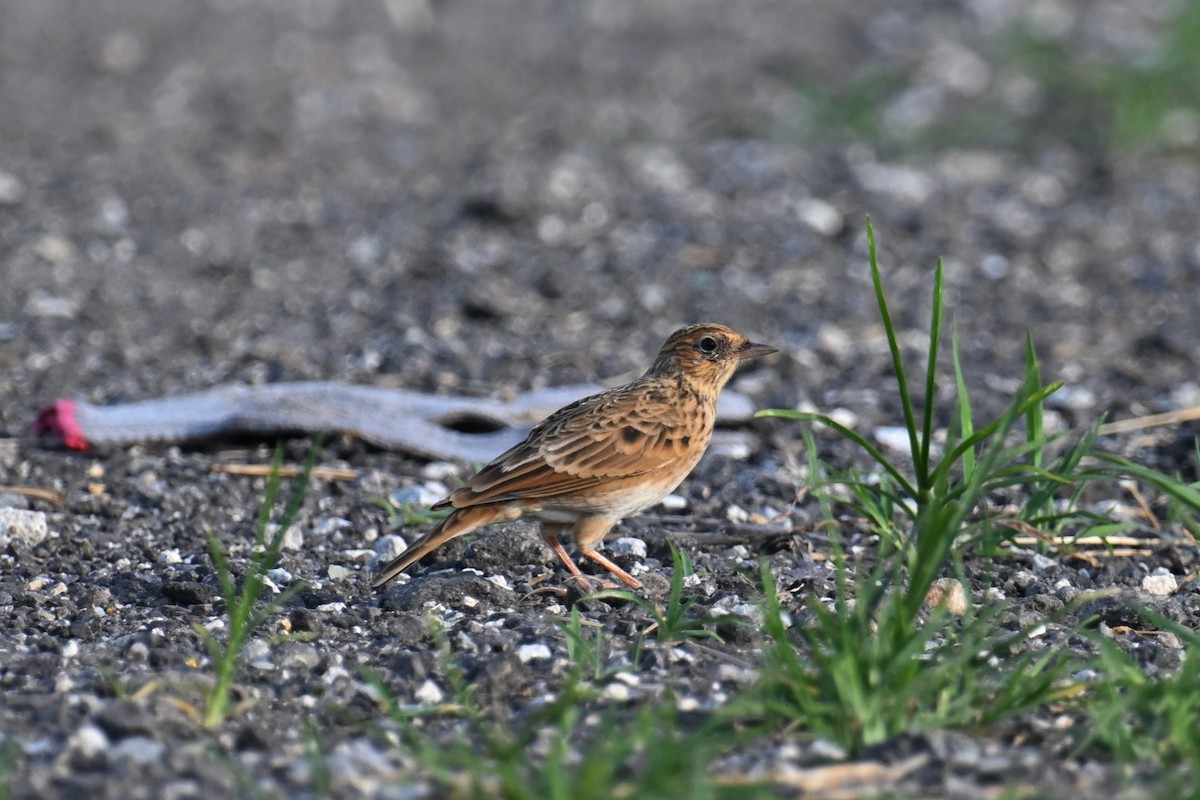 Oriental Skylark - Ting-Wei (廷維) HUNG (洪)