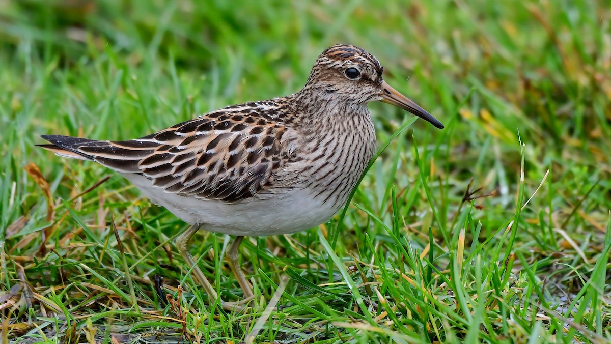 Орог элсэг - ML609348449