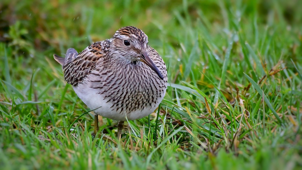 Орог элсэг - ML609348452