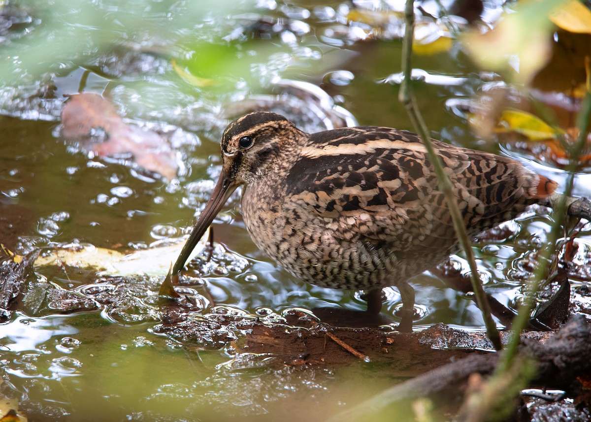 Wood Snipe - Ayuwat Jearwattanakanok