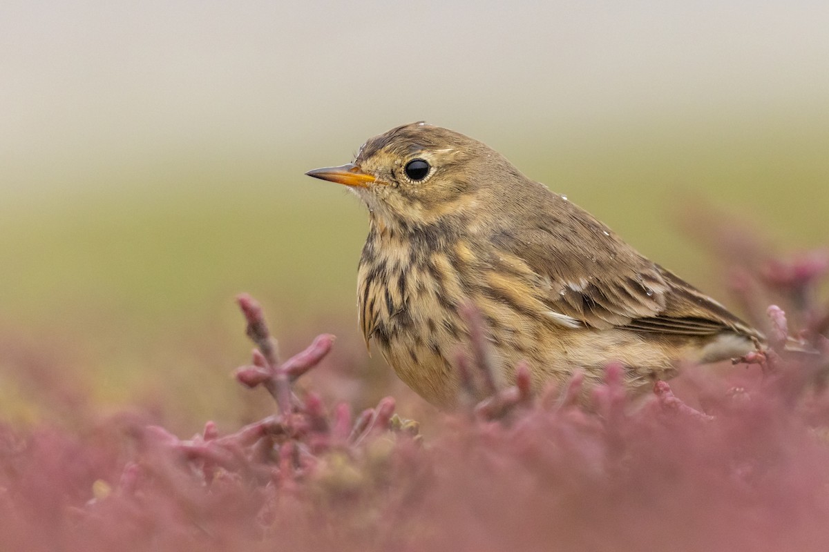 Pipit d'Amérique - ML609348581