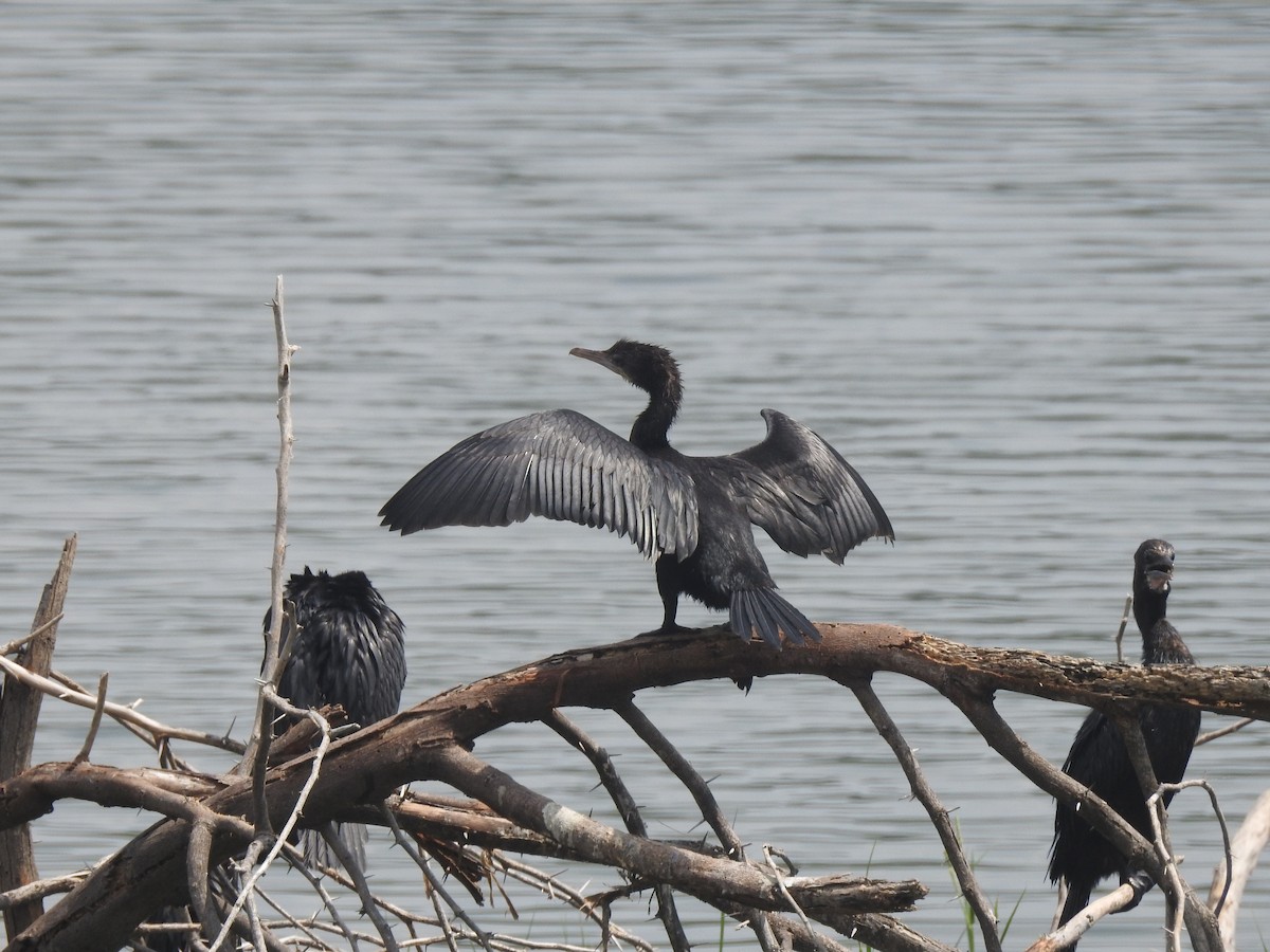 Little Cormorant - ML609348692