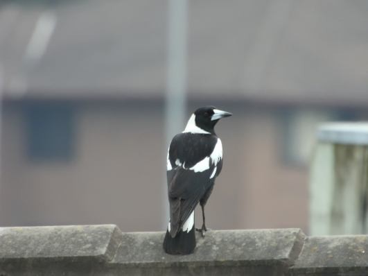 Australian Magpie - ML609348718