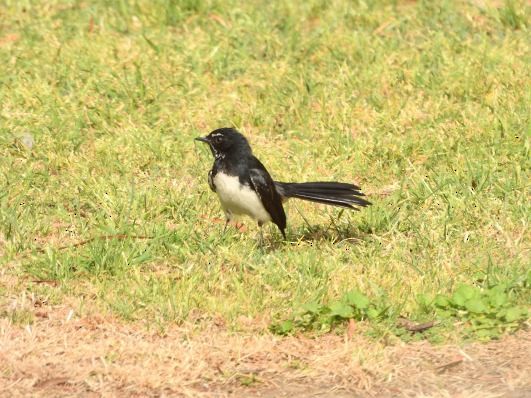 Willie-wagtail - ML609348719