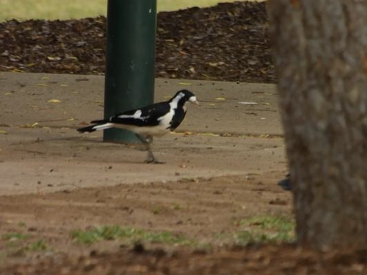 Magpie-lark - ML609348722