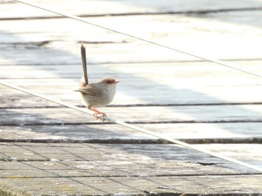 Superb Fairywren - ML609348814