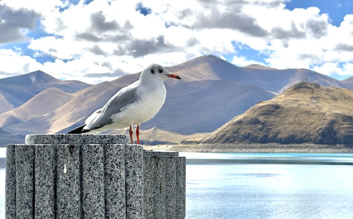 Brown-headed Gull - ML609348817