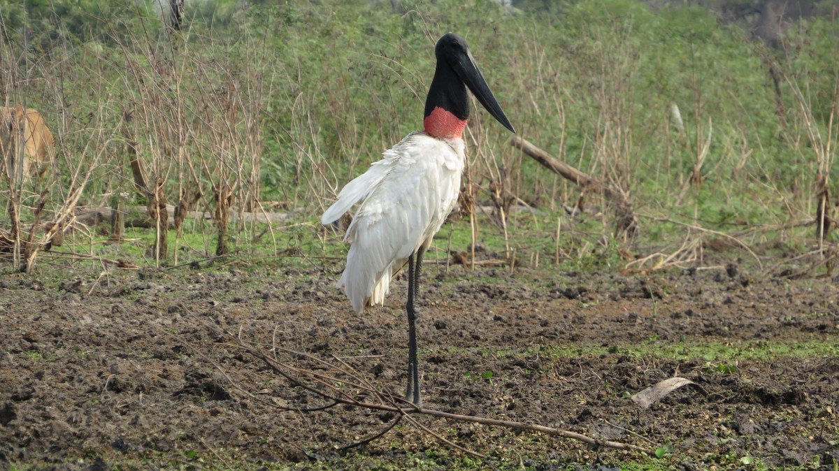 Jabiru - Ulises Ornstein