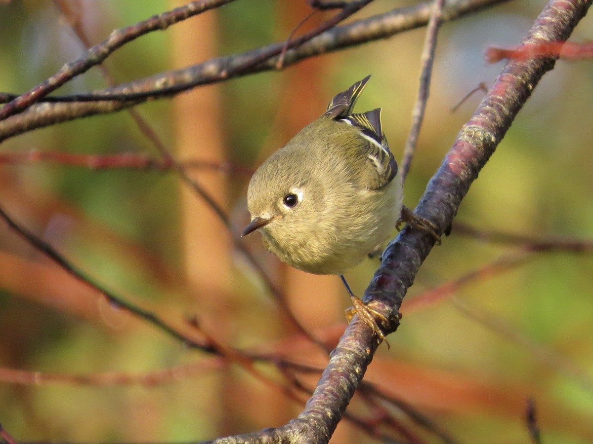 Ruby-crowned Kinglet - ML609348940
