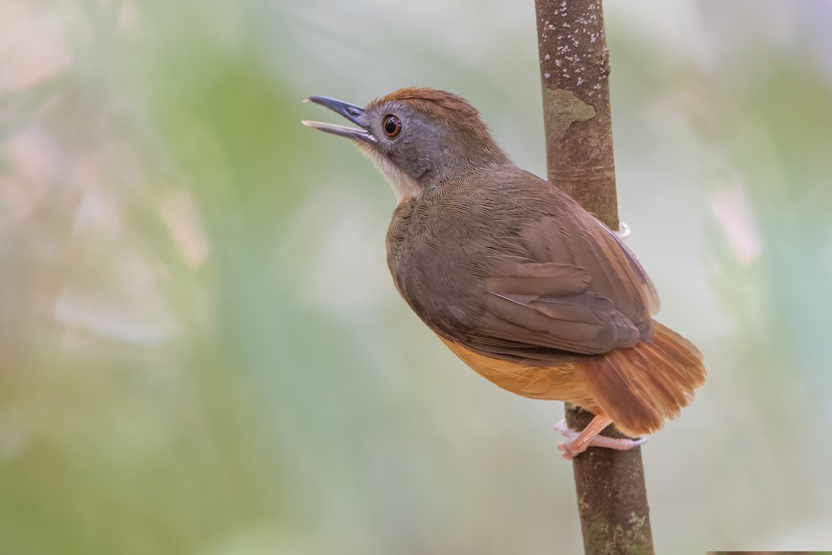 Short-tailed Babbler - Ngoc Sam Thuong Dang