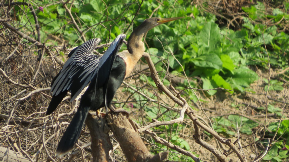 Anhinga d'Amérique - ML609349002