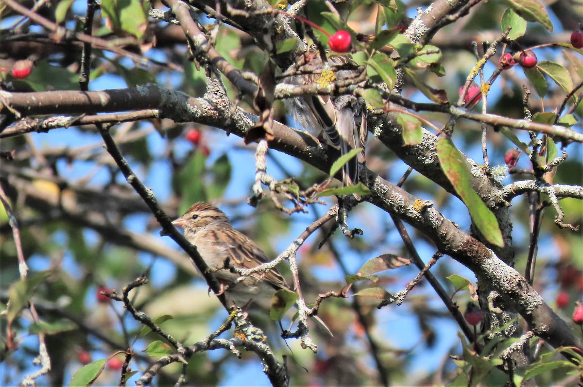 Chipping Sparrow - ML609349013