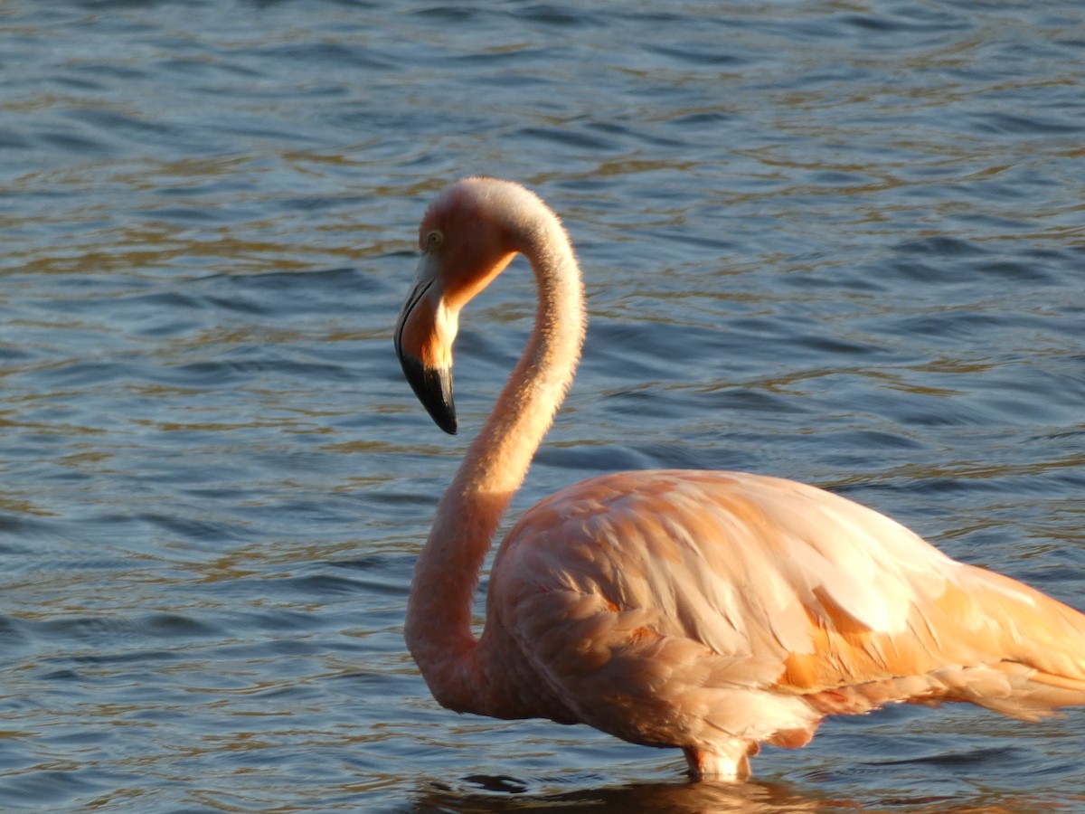 American Flamingo - ML609349047