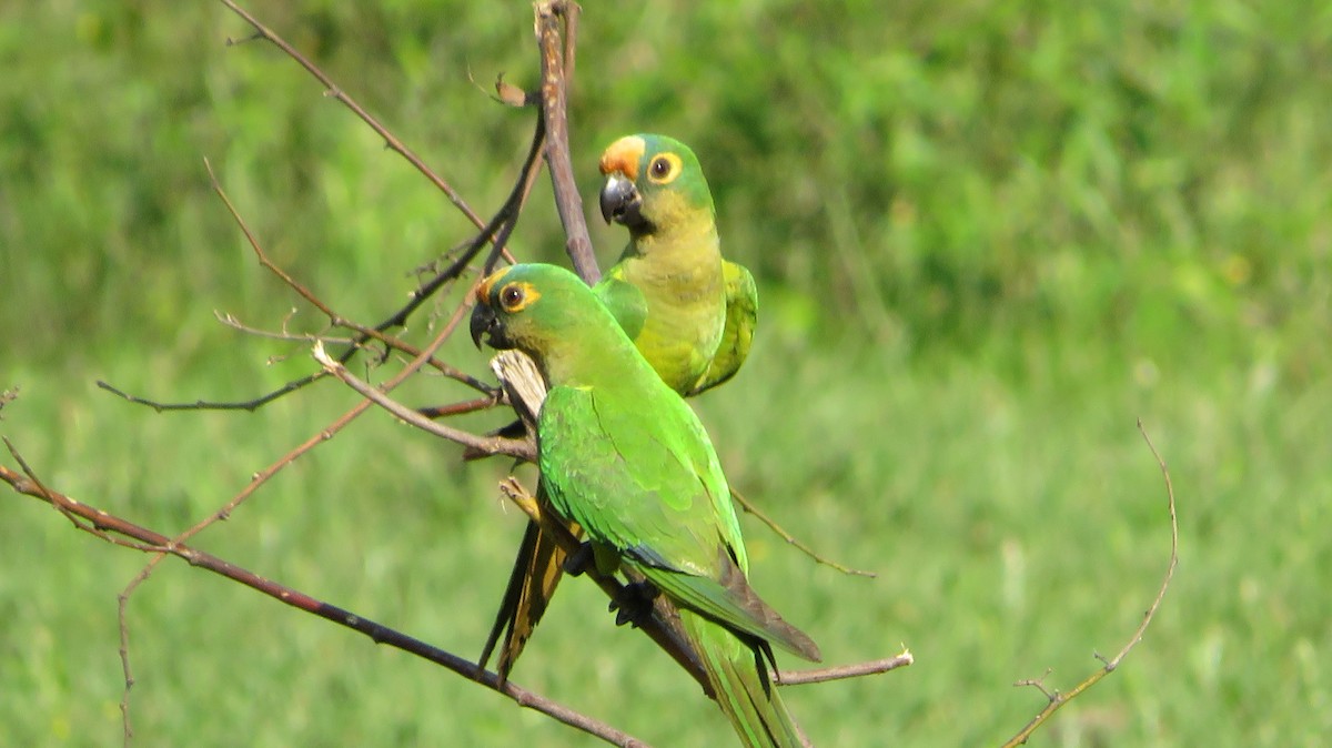 aratinga zlatočelý - ML609349054