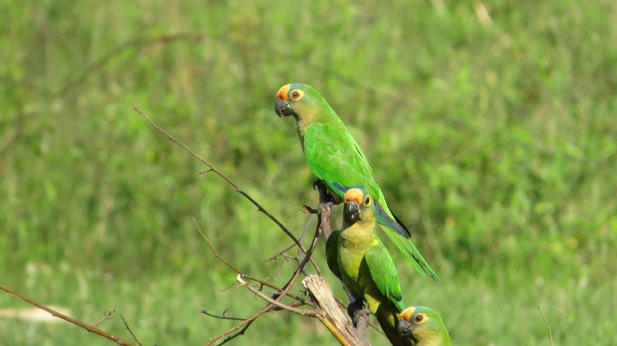 Aratinga Frentidorada - ML609349055