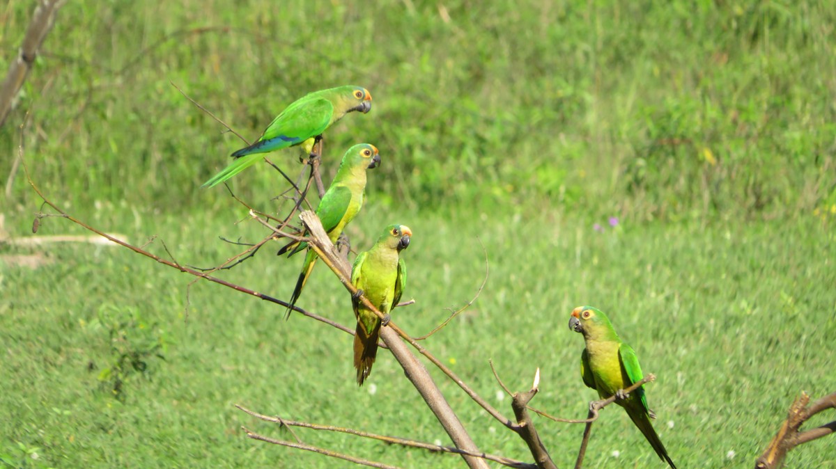 Peach-fronted Parakeet - Ulises Ornstein