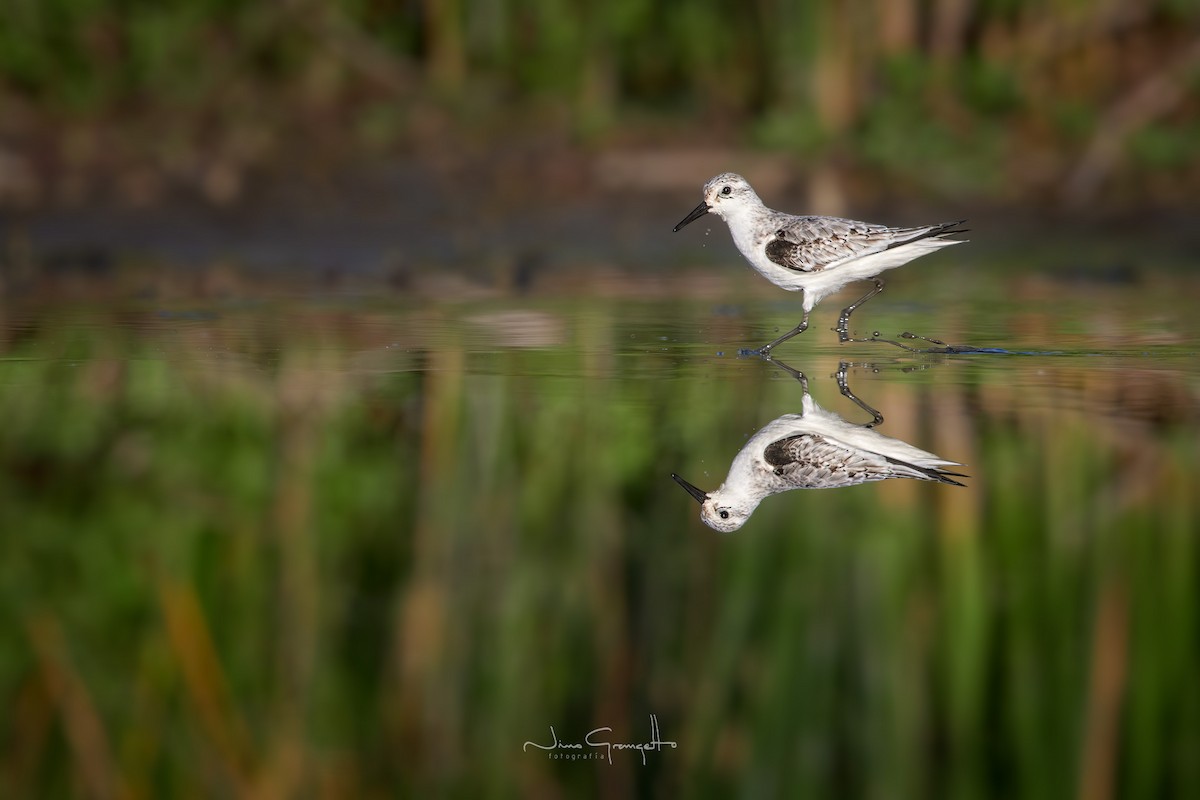 Bécasseau sanderling - ML609349085