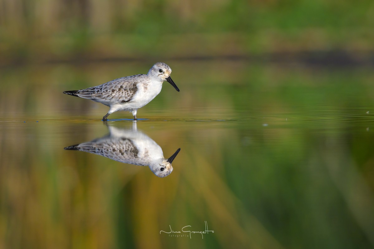 Bécasseau sanderling - ML609349091