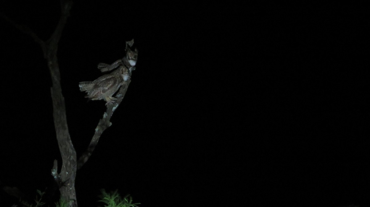 výr virginský - ML609349097