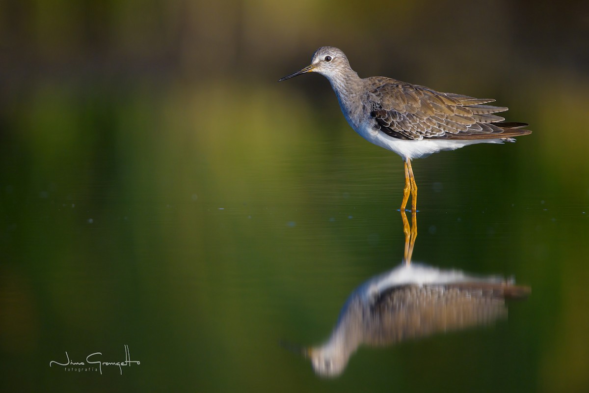 Lesser Yellowlegs - ML609349104