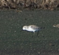 Bécasseau sanderling - ML609349110