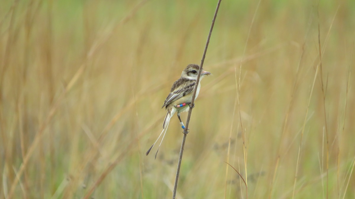 Strange-tailed Tyrant - ML609349153