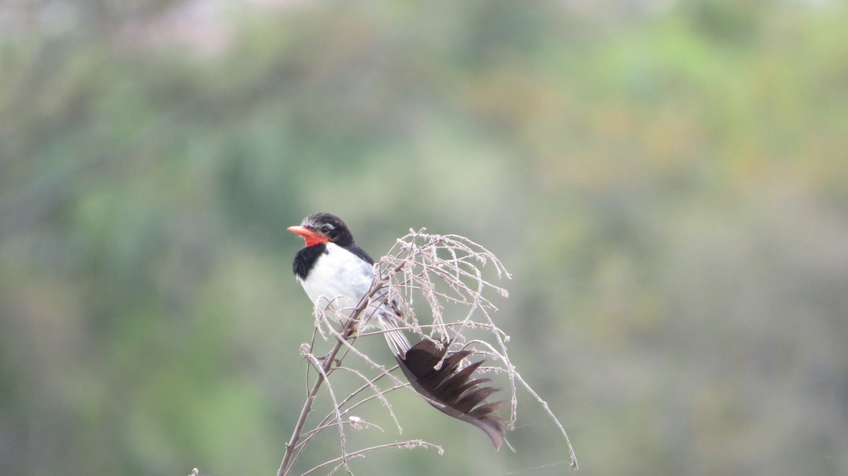 Strange-tailed Tyrant - ML609349154