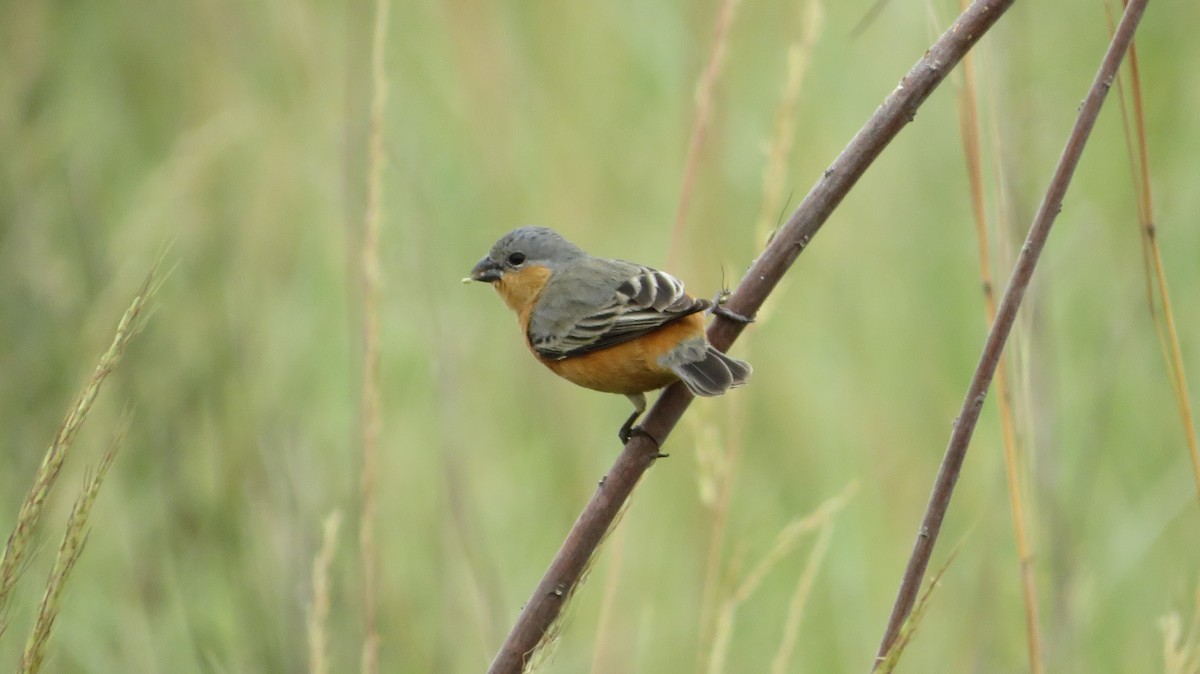 Tawny-bellied Seedeater - Ulises Ornstein