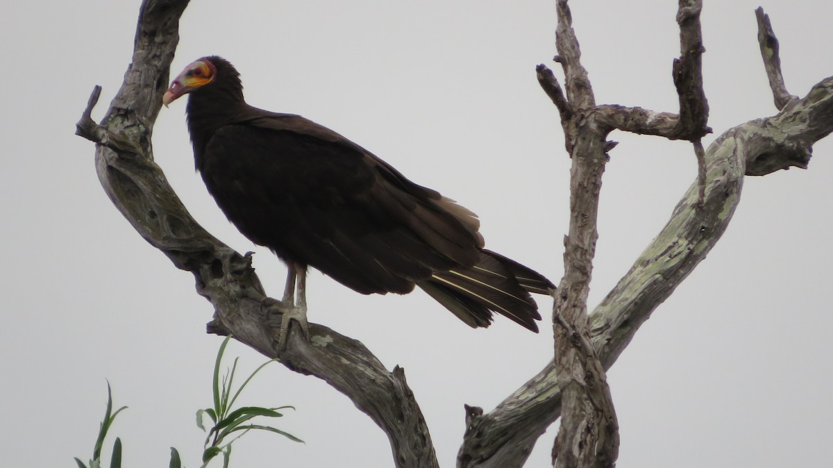 kondor menší - ML609349171