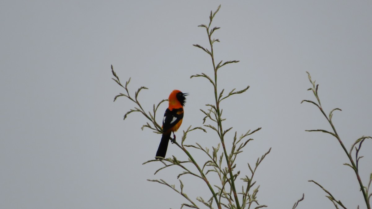 Orange-backed Troupial - ML609349184