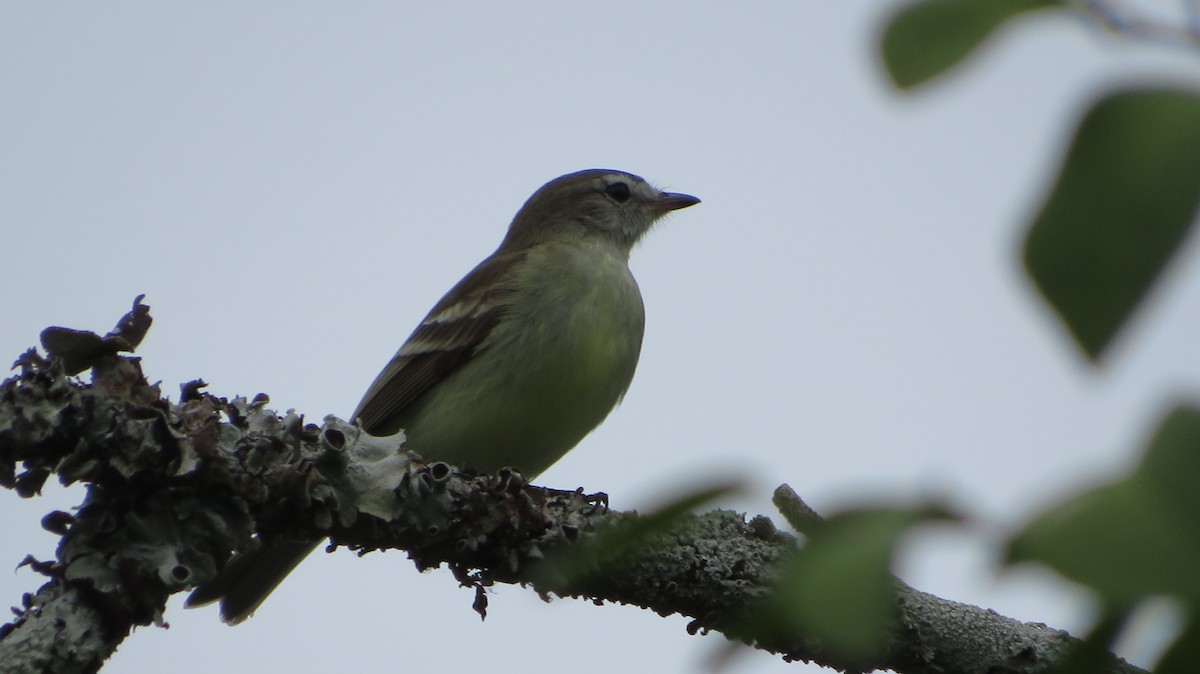 Mouse-colored Tyrannulet (Southern) - ML609349191