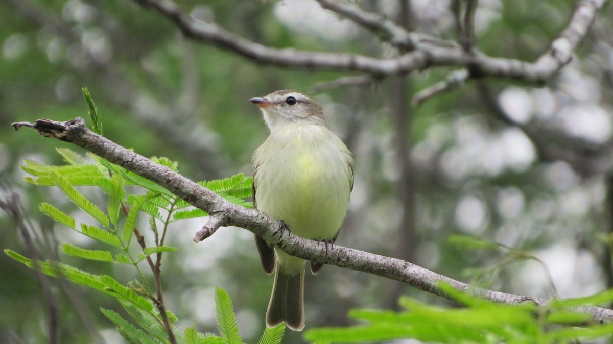 Mouse-colored Tyrannulet (Southern) - ML609349193