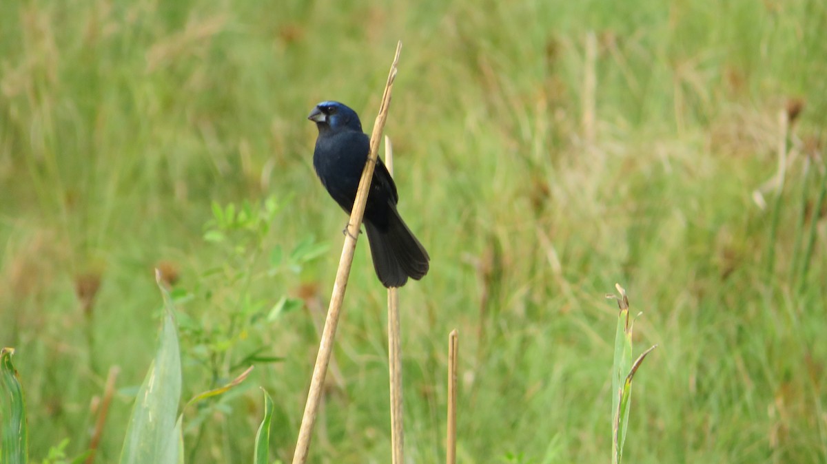 Ultramarine Grosbeak - ML609349203