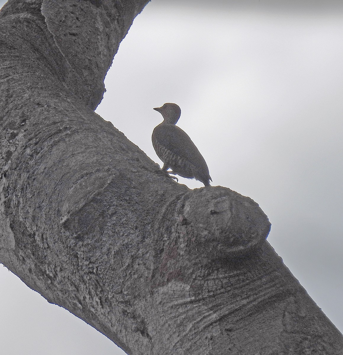 Green-backed Woodpecker (Little Green) - ML609349306
