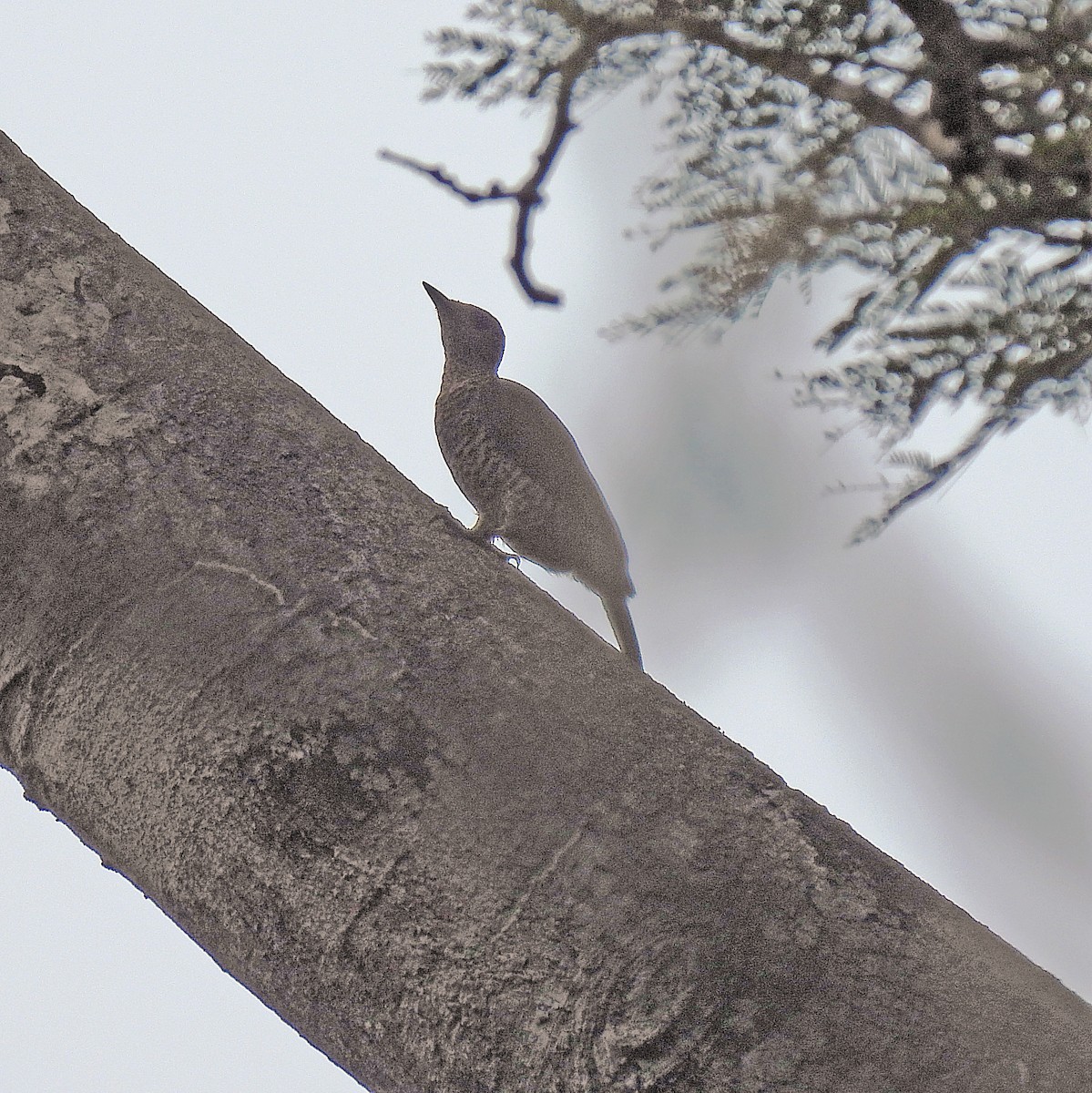 Green-backed Woodpecker (Little Green) - ML609349309