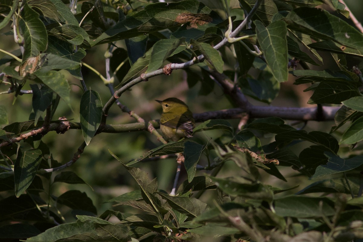 Tennessee Warbler - ML609349314