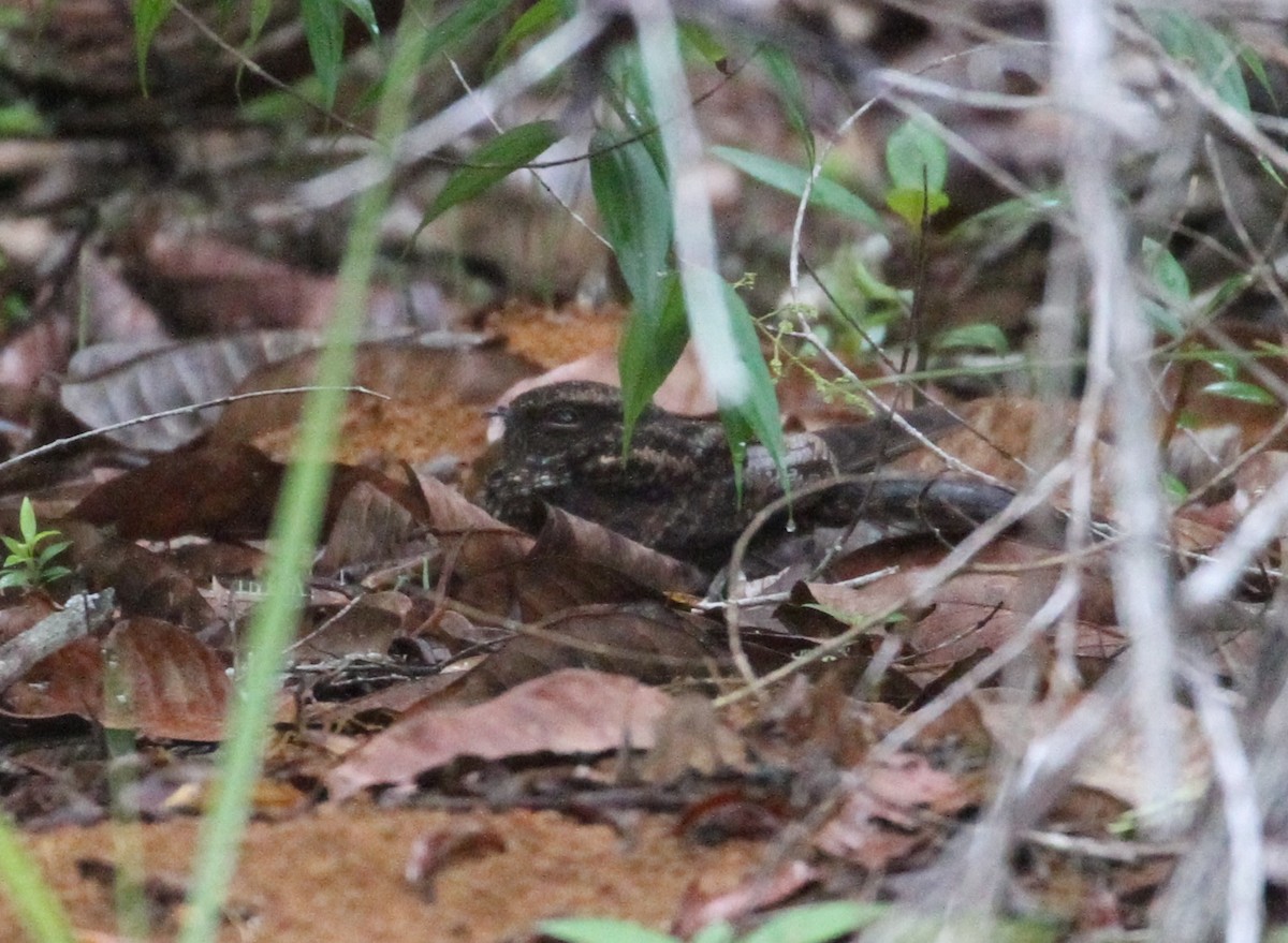 Blackish Nightjar - ML609349326