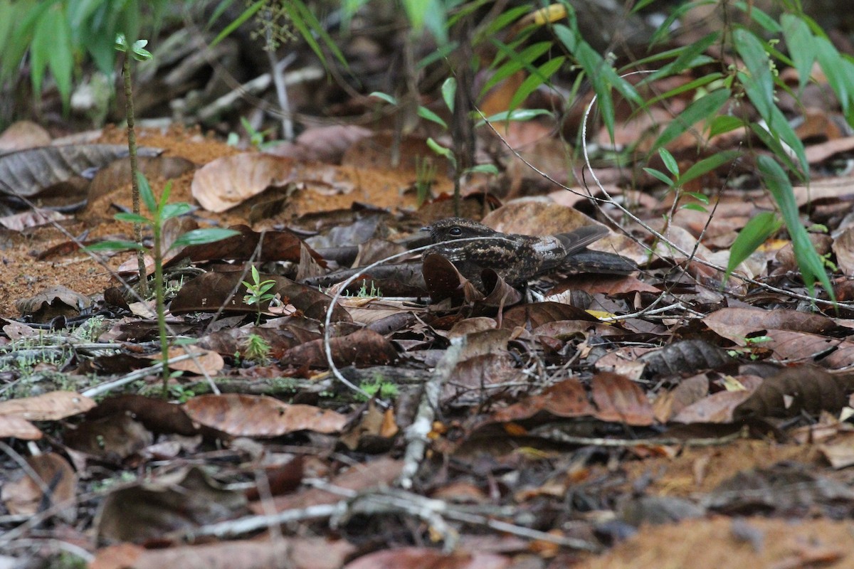 Blackish Nightjar - ML609349329