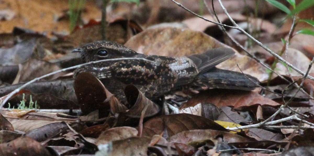 Blackish Nightjar - ML609349356