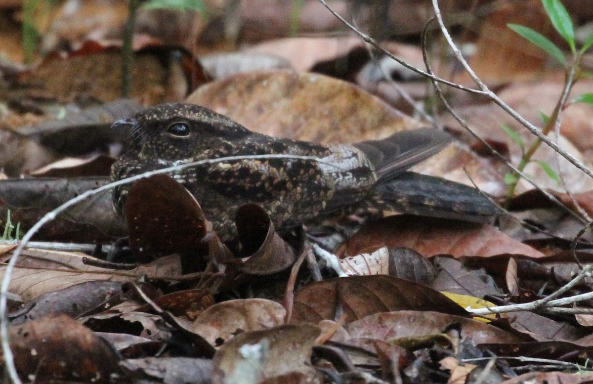 Blackish Nightjar - ML609349361