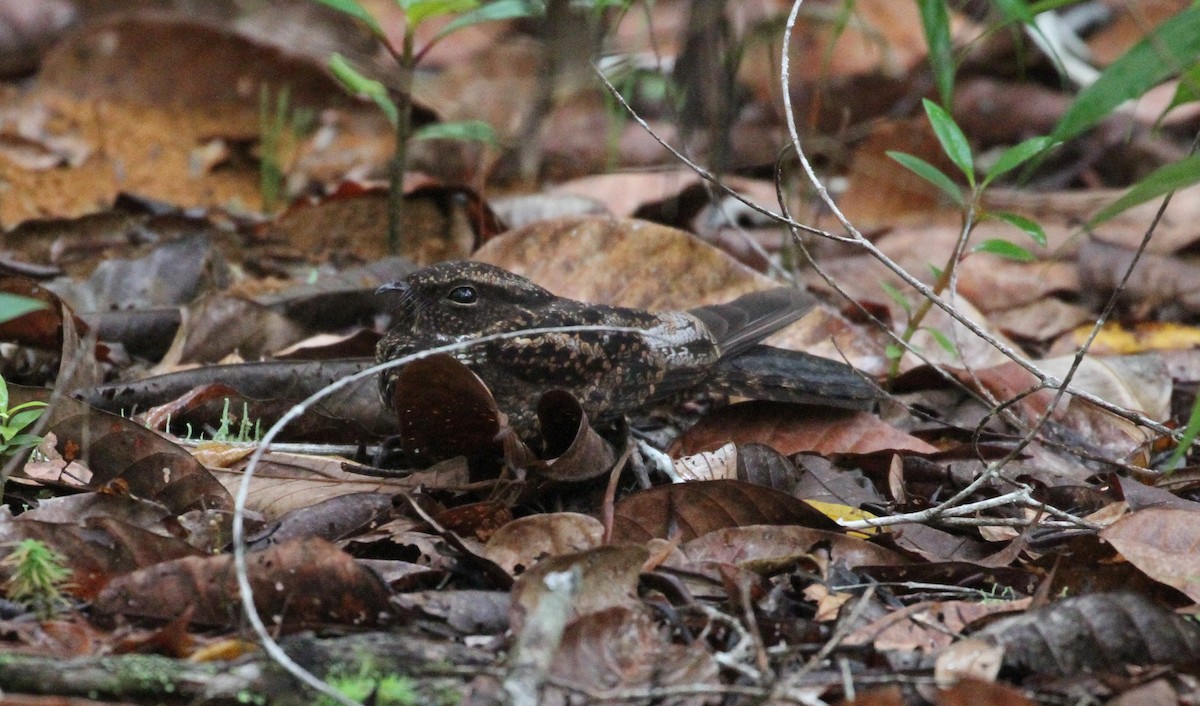 Blackish Nightjar - ML609349372